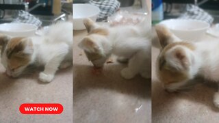 Rescued Kitten Eating Sausage Her her Sound