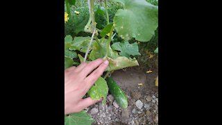 Gardening. Cucumber at home.