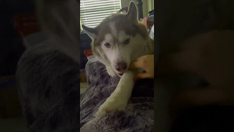 Husky Spa day!! (HILARIOUS)