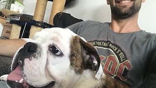 Bulldog unimpressed with owner's taste in music