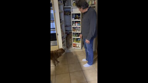 Dog won’t come out of pantry