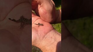Cute Baby Gecko Uses Tail as Decoy