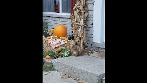 Squirrel steals fall decorations