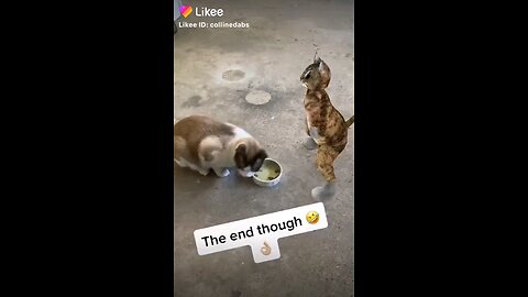 #Funnycatvideo