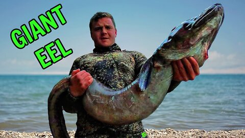 Conger Eel Fishing "36 Kls" Spear Fishing