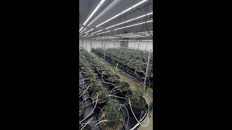 State of the art cannabis facility