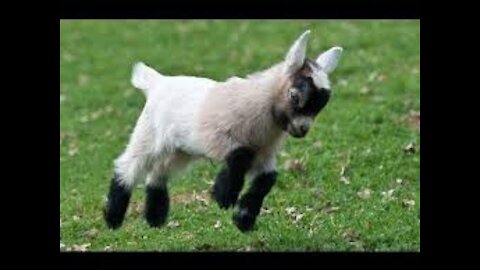 Little goat funny