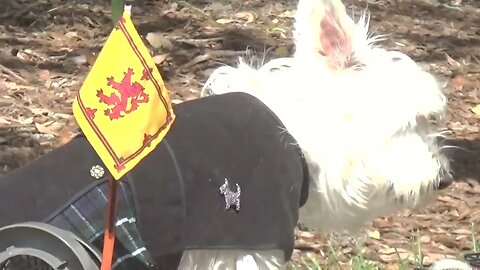 Two Scottie Dogs at The Ormond Beach Celtic Festival 2022