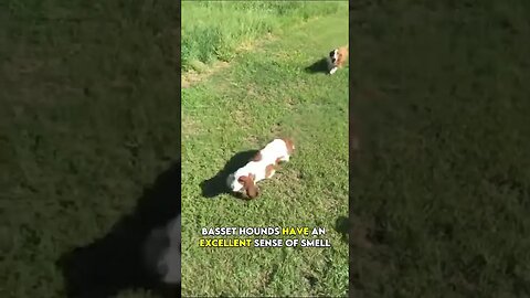 The Basset Hound Charming and distinctive breed