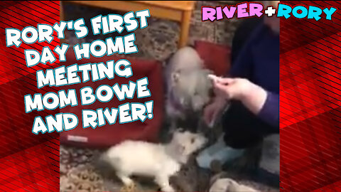 Rory's First Day Home Meeting Mom Bowe and River!