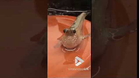 African Mudskipper anyone? || Viral Video UK