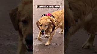 #summer #beach days with our #goldenretriever in #pei