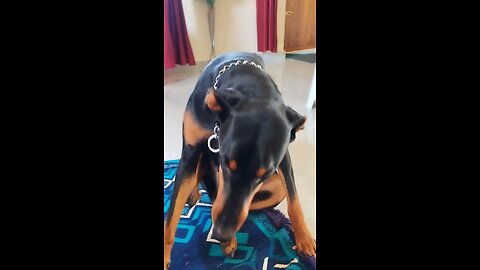 funny dog 🐶 || dog comedy || india 🇮🇳 || doberman is funny