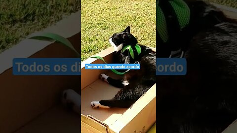 Gato Bartolomeu Tunico 😸