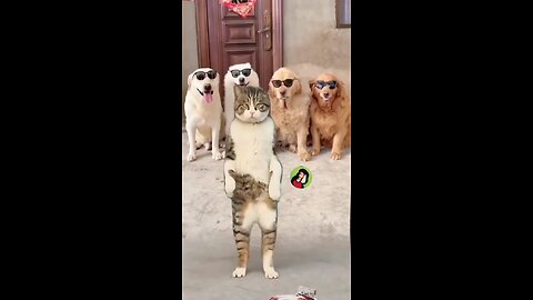 cat funny dance 😂😂😂😂😂