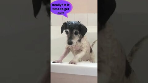 In the Life of a Senior Jack Russell - Do I HAVE to have a BATH? #shorts