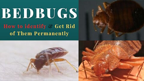 12 Ways to Get Rid of Bed Bugs Permanently