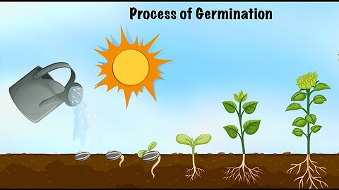 Do You Know Germination of Seed