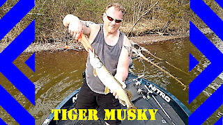 Spring Thaw Musky Bite