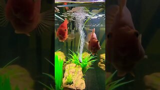 Blood-Red Parrot Fish 🐠#cichlid #aquarium