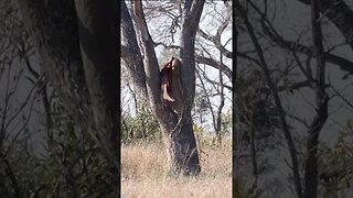 Leopard Brings Prey into Tree to Escape Hyenas #shorts #short