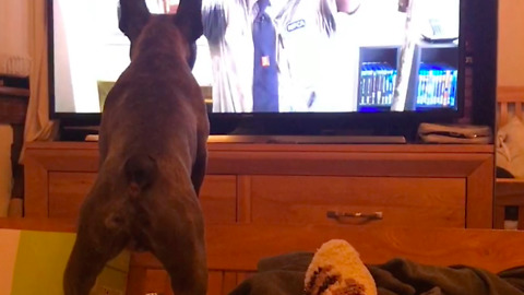 French Bulldogs hilarious reaction to cats on TV