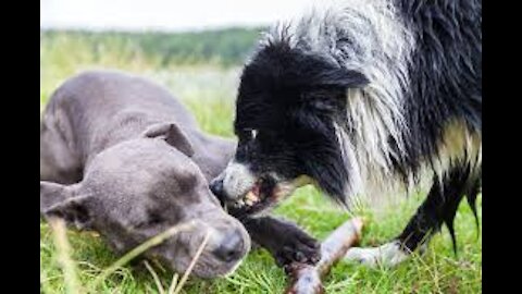 How to make dogs become fully aggressive with few simple tip