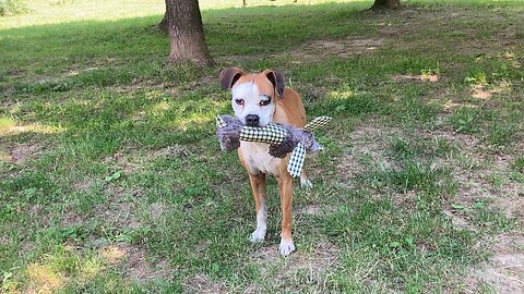 Pit Bull in the City Dog Training