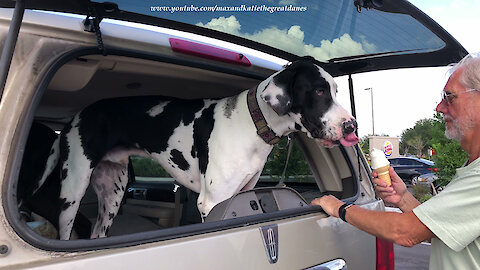Mikey and Ellie the Great Danes Love Burgers and Ice Cream