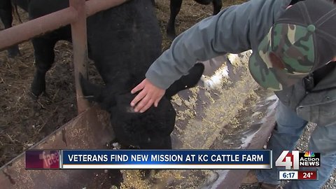 KC Veteran on new mission with cattle ranch