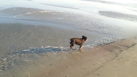 More lil’ Black Dog on the beach