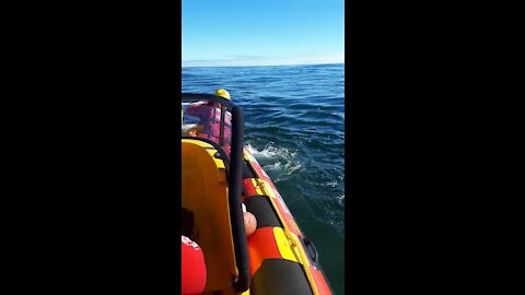 Rescue team frees Southern Right whale from ropes, fishing gear off-shore of Sea Point: (ESy)