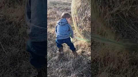 He’s a hard workin’ wildman! #cattle #farmlife #farm #ranch #ranchlife #hay #cowboy #feedingcattle