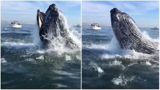 L'impressionante tuffo di una balena