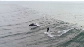 Ce surfer partage quelques vagues avec des dauphins