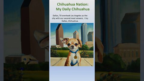 Dallas chihuahua #shorts