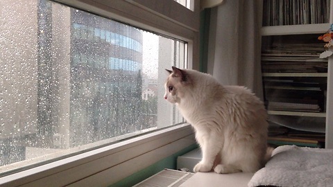 Cat loves the rain, can't stop watching