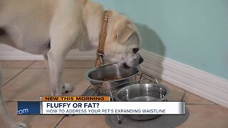 Fluffy or fat: Is your pet packing on the pounds?