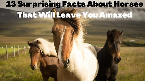 13 Surprising Facts About Horses That Will Leave You Amazed