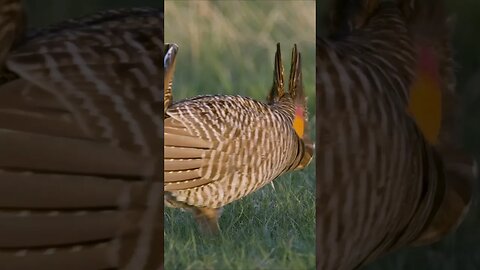 UNIQUE BIRD CALL & Mating Dance of Greater Prairie Chicken #shorts #short