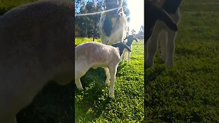 Curious Little Lamb