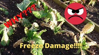 Freeze damaged plants? Why??