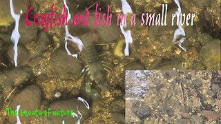 Crayfish and a fish in a small river / beautiful animals in the water.