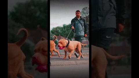 #2022 #dog #viral #viralvideo #funnydogs #funnyvideo #pets #complication #callofduty #shorts