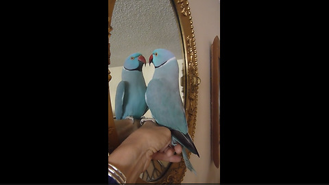 Talking Parrot Has A 'Profound' Conversation With Himself In The Mirror