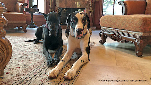 Beautiful Black and Harlequin Great Danes Pose for a Portrait