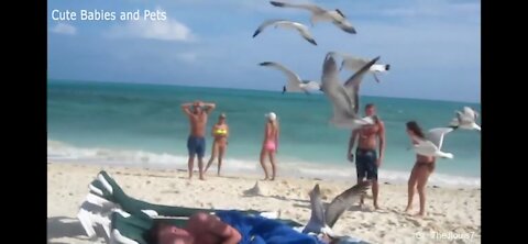 Animals attacking people 🤣 so funny