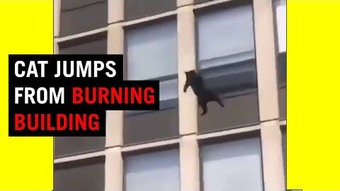 Cat jumps form burning building | Viral Video Compilation