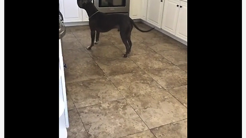 Silly Pup Loves Playing Hide And Seek With His Owners
