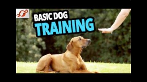 🐕 Basic Dog Training – TOP 10 Essential Commands Every Dog Should Know!